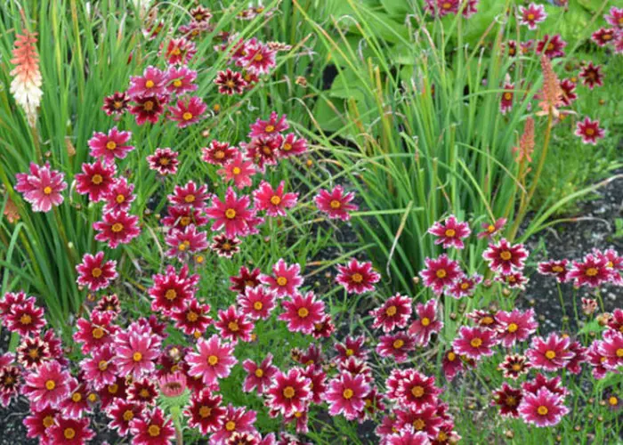Ruby Frost Coreopsis