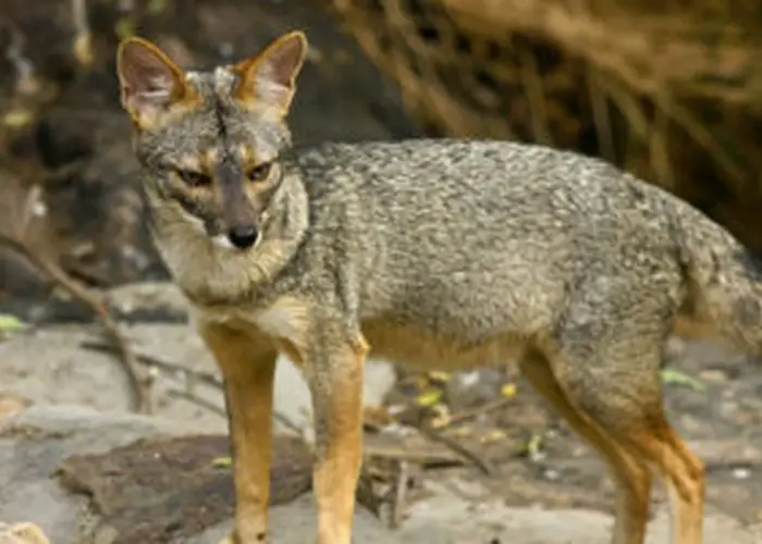 Peruvian Fox